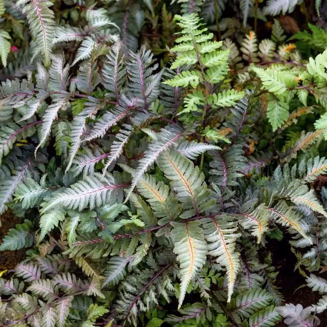 Marshalls Garden Athyrium niponicum Metallicum Silver Perennial Ornamental Plant in Pot