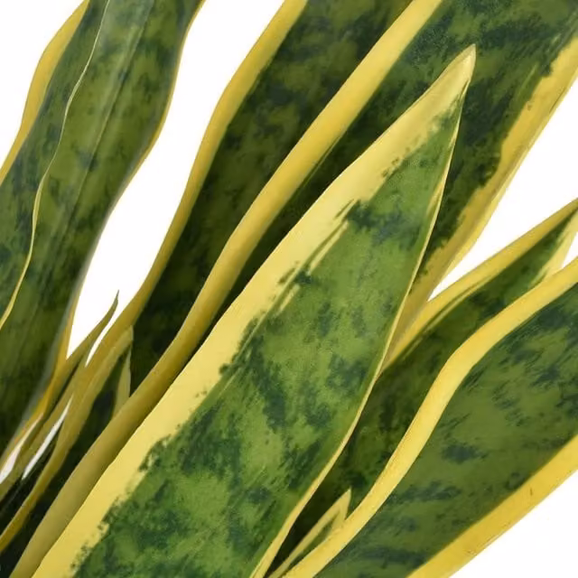 Berkfield Home Artificial Green Sansevieria Potted Plant, Height: 65 cm