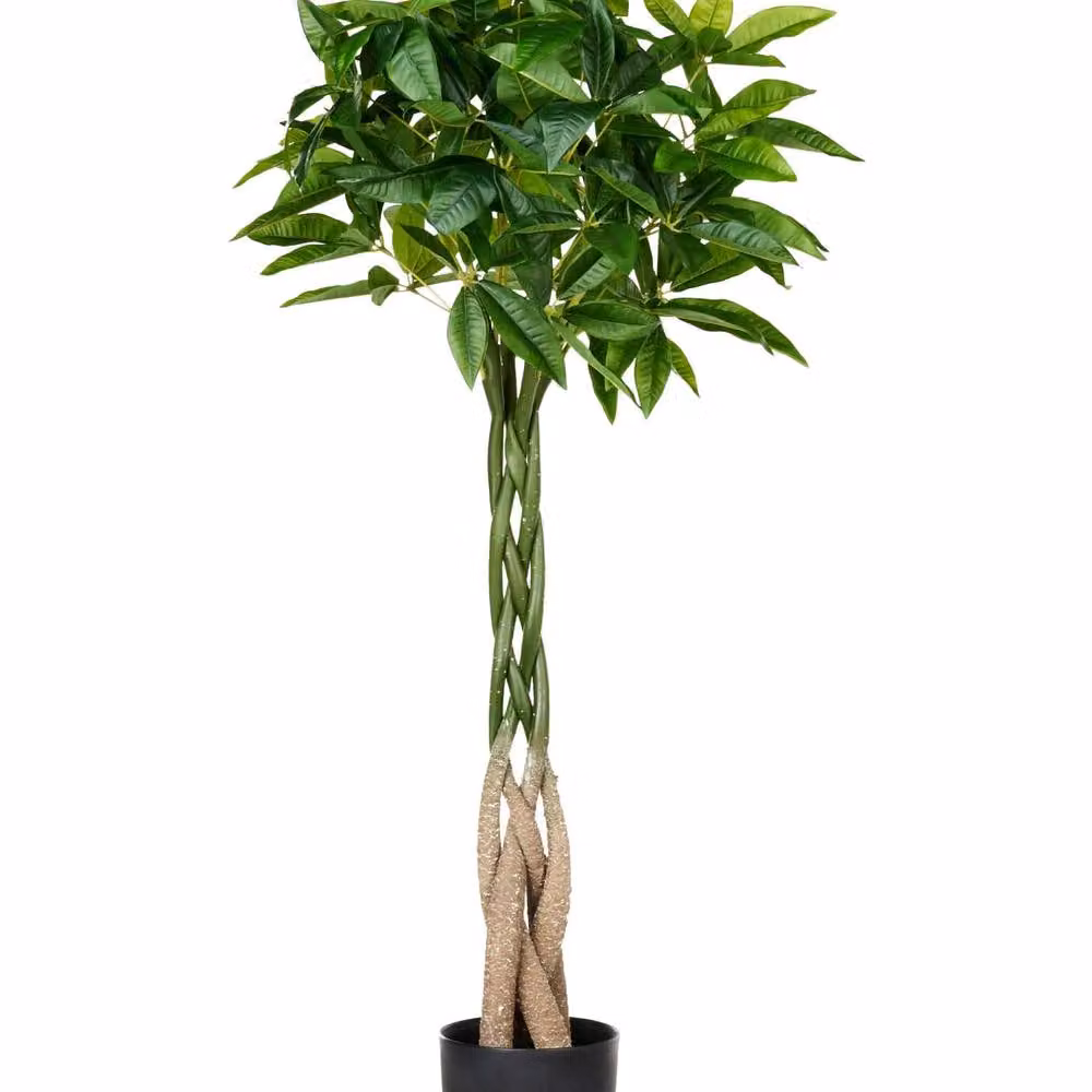 Wyld and Coco 120 cm Artificial Pachira Tree in a Black Pot, Green – 2