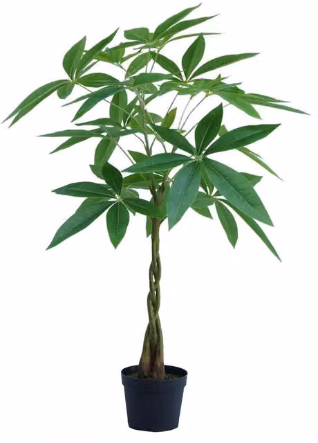 Botanik Artificial Money Tree Pachira Realistic Faux Plant, Green and Black, Height: 70 cm
