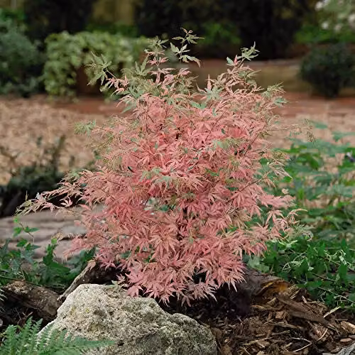 Thompson and Morgan Acer palmatum 'Taylor' Japanese Maple Ornamental Tree in 3 Litre Pot