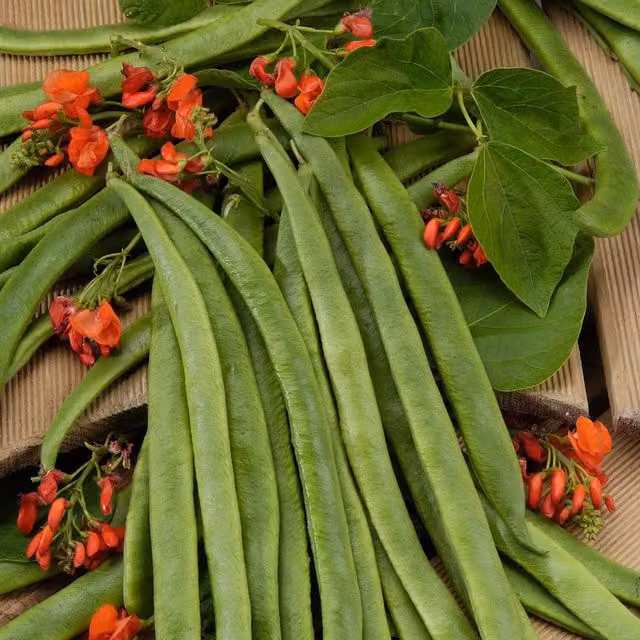 Marshalls Guinness Record Runner Bean Seeds with Red Flowers, 50 Seeds