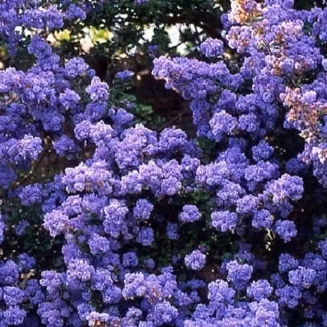 Direct Plants Ceanothus Dentatus Blue Evergreen Ornamental Shrub Plant in a 3 Litre Pot