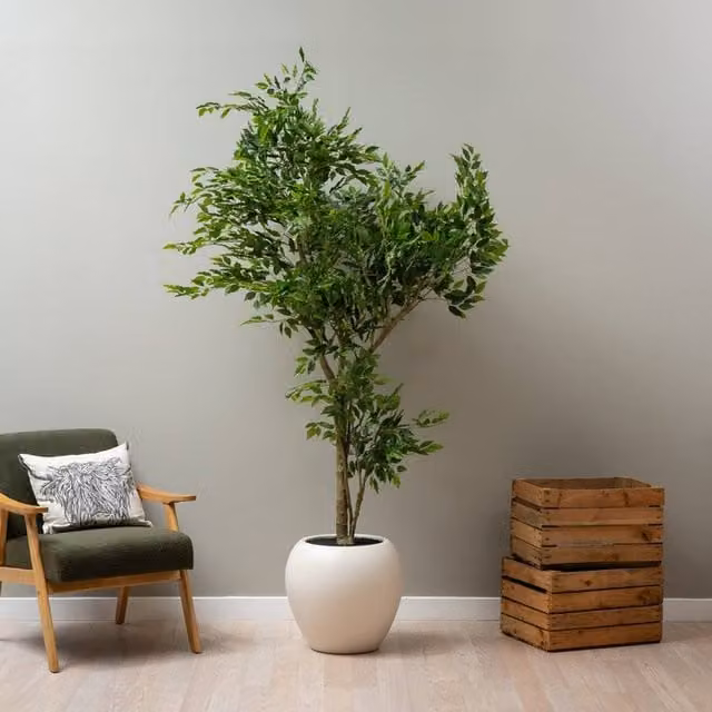 Scottish Everlastings Ltd 215 cm Ficus Tree in Green