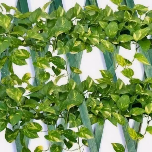 Garden Mile Expanding Wooden Garden Trellis Support in Green, W: 90 cm, H: 180 cm