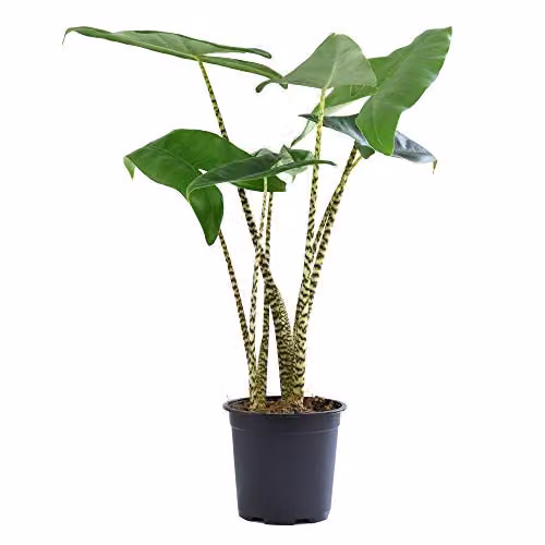 Thompson and Morgan Alocasia Zebrina Indoor Potted House Plant with Tiger Striped Dark Green Foliage, 17cm Pot – 3