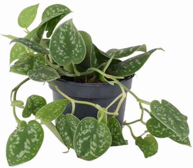 Plants by Post Satin Pothos Indoor Trailing Houseplant, Green, 12 cm Pot