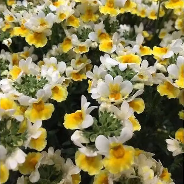 Plants by Post Nemesia Banana Split Bedding Plants, 3 x 9cm Pots, Yellow and White Summer Flowers