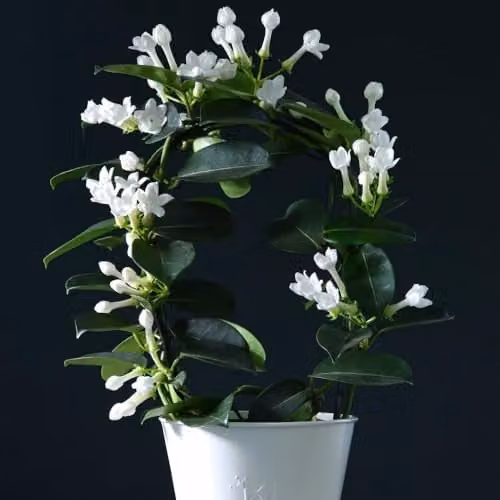 Thompson & Morgan Stephanotis floribunda on Hoop, 2x 12cm Potted Fragrant White Climbing Houseplants – 1