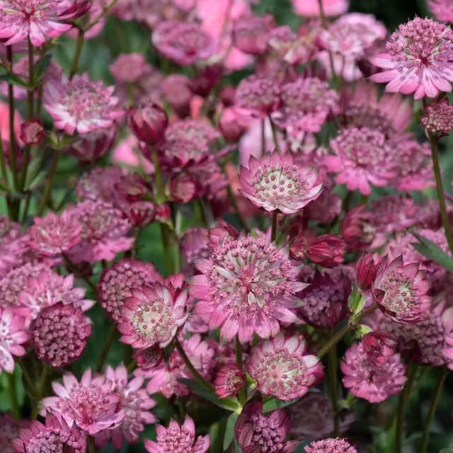 Marshalls Garden Astrantia Button Cerise Pink Perennial