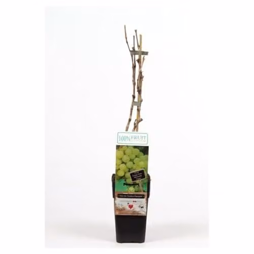 Thompson & Morgan Golden Champion Grape Potted Plants, 3 x 15cm Pots