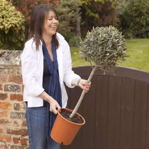 YouGarden Hardy Ornamental Olive Tree Standard, Green, Height: 80-90 cm – 1
