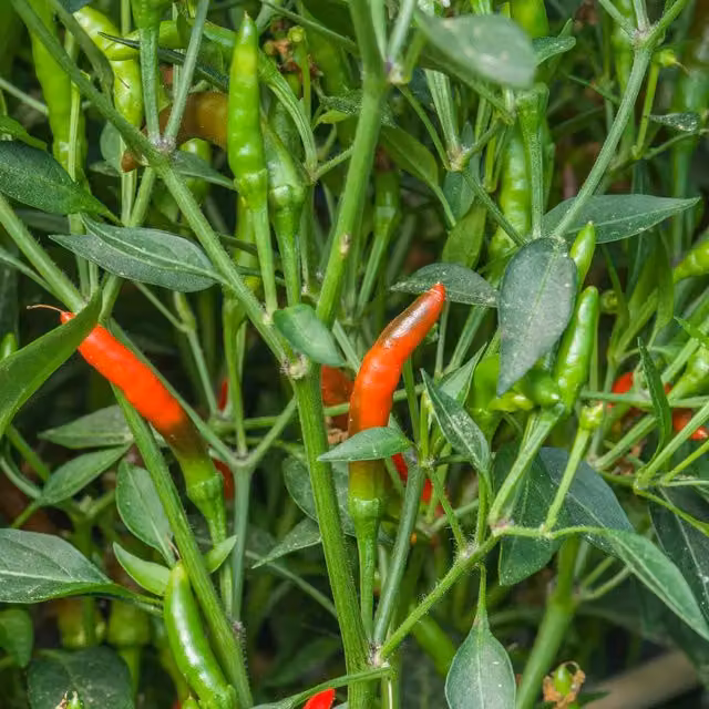 Marshalls Garden Red Chilli Demon Capsicum Potted Bedding Plant, 9cm Pot