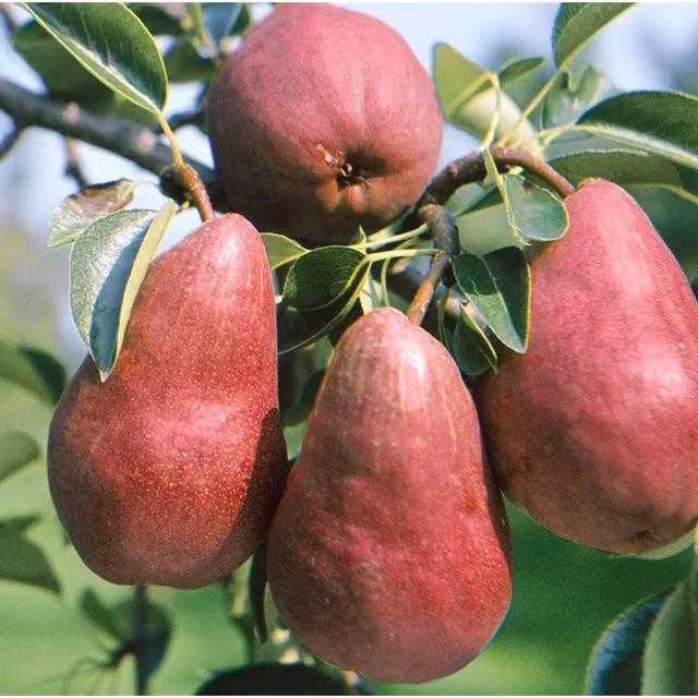 Direct Plants Pyrus Red Williams Mini Patio Pear Fruit Tree in a Pot