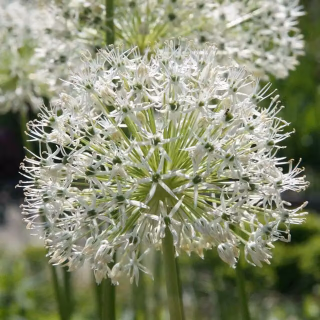 Marshalls Garden Allium Mount Everest White Flower Bulbs
