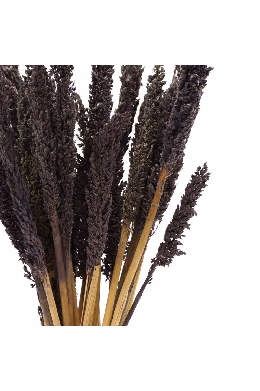 KDMD Vibrant Cantal Grass Bunch Dried Coloured Floral Decor, Black, Height: 50 cm – 3
