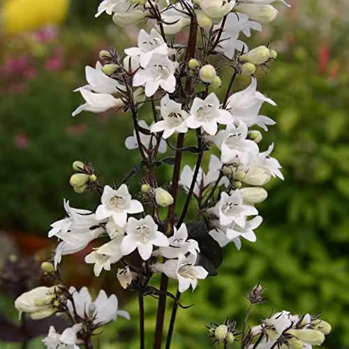 Thompson and Morgan Penstemon Digitalis Husker Red Kew Collection Hardy Perennial Flower Seeds, 35 Seeds – 2
