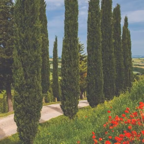 Thompson & Morgan Cupressus Sempervirens Pyramidalis Italian Cypress Tree, Green, 18 Litre Pot – 3
