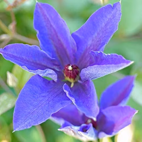 Thompson and Morgan Clematis The President Purple Climbing Shrub, 1.7-Litre Potted Plant