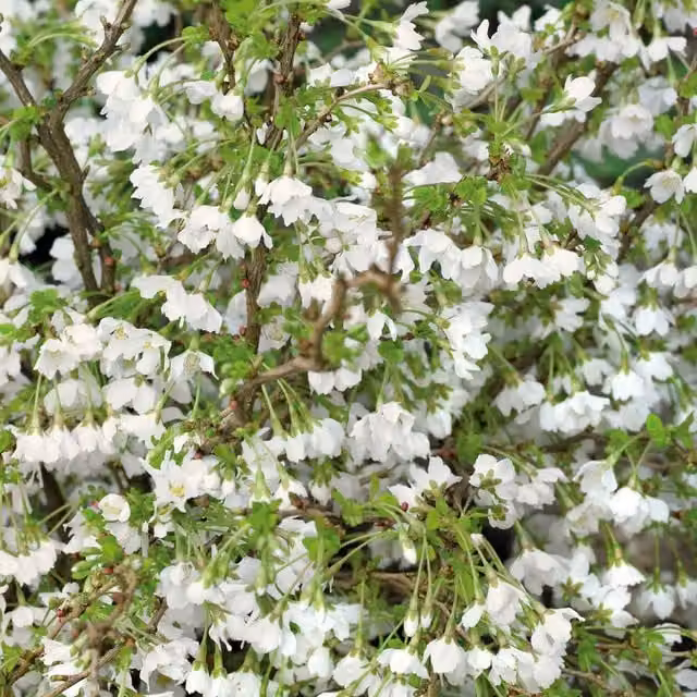 Marshalls Prunus incisa Kojo-no-mai Ornamental Cherry Tree with Pink, White, Orange and Red Flowers