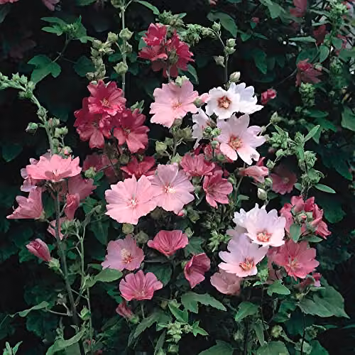 Thompson and Morgan Lavatera x clementii Burgundy Wine Tree Mallow Ornamental Shrub with Deep Pink Blooms, 3 Litre Pot