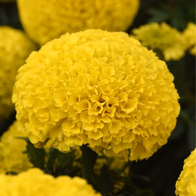 Plants By Post African Marigold Bedding Plants in Golden Yellow, 12 Plants