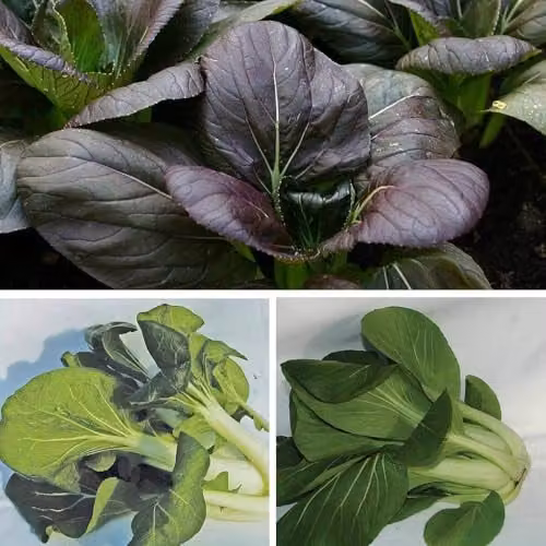 Thompson and Morgan Pak Choi Tricolour Mix Brassica Rapa Vegetable Seeds, 125 Seeds