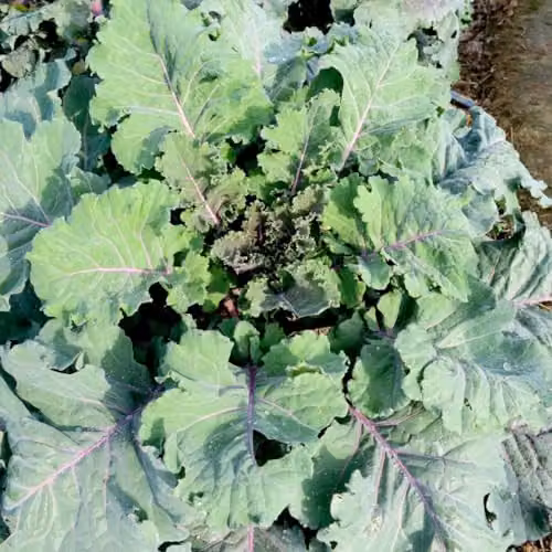 Thompson & Morgan Kale Cottager's Heritage Brassica Oleracea Vegetable Seeds, 30 Seeds per Packet