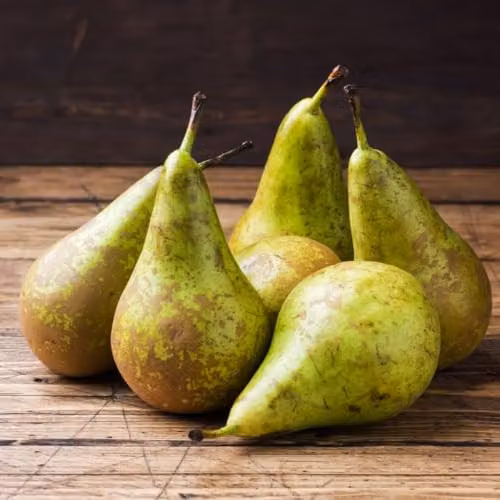 Thompson & Morgan Conference Pear Tree, Partially Self-Fertile Dessert and Cooking Variety, 2 x 12 Litre Pots – 2