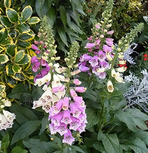 Thompson & Morgan Digitalis Dalmatian Mixed Foxglove Plug Plants, 6 Mixed Colour Plants – 4
