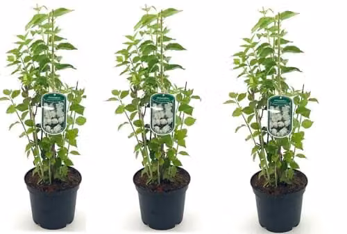 Direct Plants Philadelphus Minnesota Snowflake Ornamental Shrubs, Multicolour, 3 x 3 Litre Pots – 1