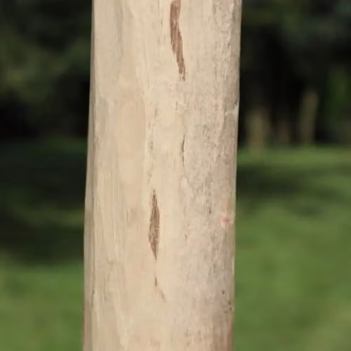 Woven Wood Round Rustic Chestnut Fence Posts for Hazel Hurdles, Brown, Height: 180 cm – 2