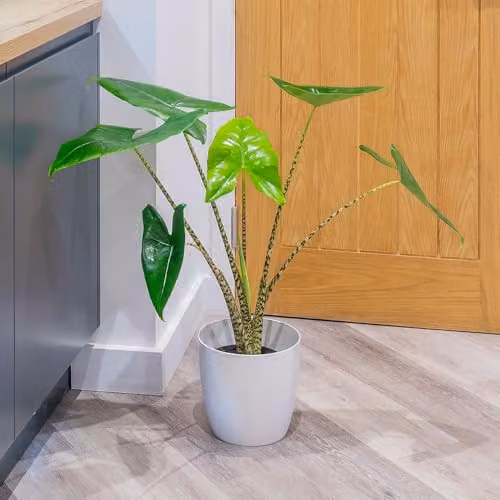 YouGarden Alocasia Zebrina Indoor Houseplant in 17cm Pot – 2