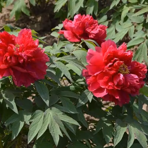 Thompson & Morgan Tree Peony Red Large Double Flowering Ornamental Shrub, 2 x 12cm Pots – 2