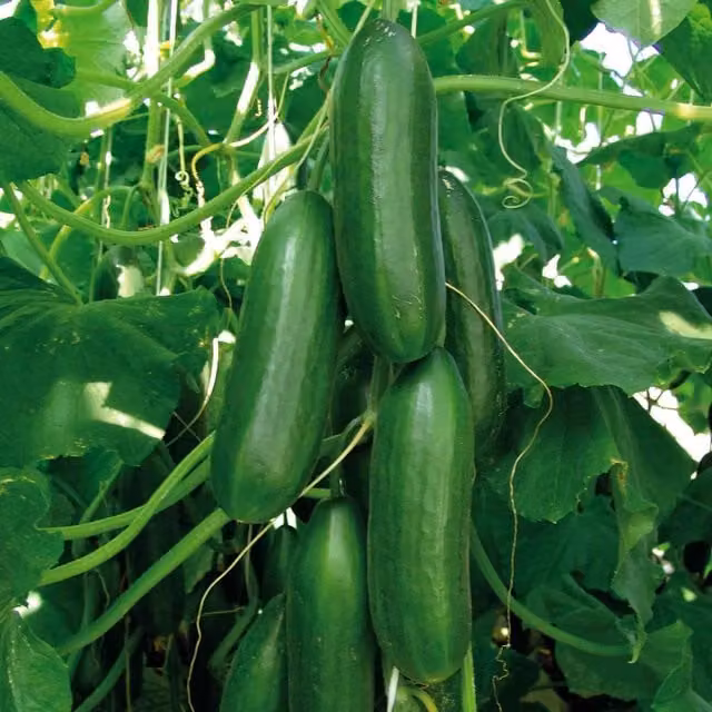 Marshalls Garden Sherpa F1 Cucumber Seeds, Disease Resistant and High Yield, 6 Seeds