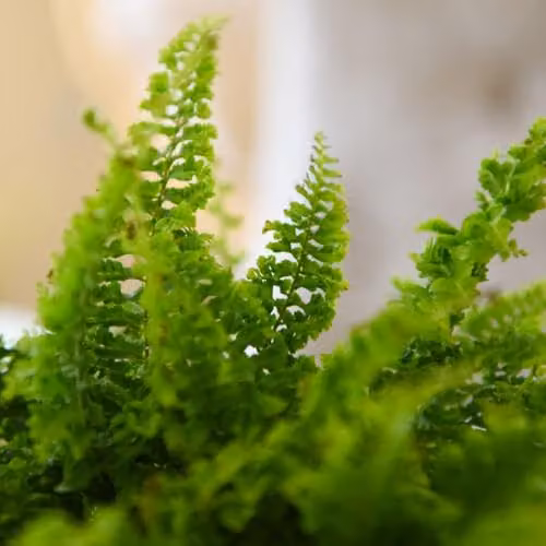 Thompson & Morgan Nephrolepis Exaltata Boston Fern, Green Indoor Sword Fern, Pack of 3 x 12cm Pots – 2