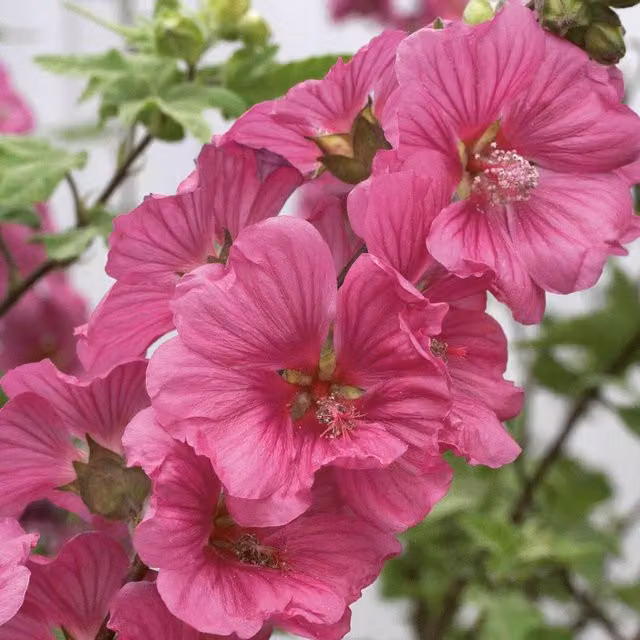 Marshalls Garden Lavatera Red Ornamental Shrub