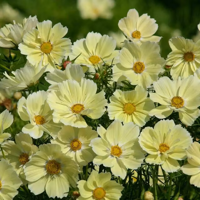 Plant Theory Cosmos Bipinnatus Yellow Bedding Plant Seeds, Set of 3
