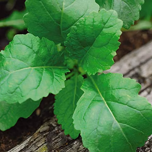 Thompson and Morgan Wasabi Rocket Easy Grow Herb Seeds, 1 Packet