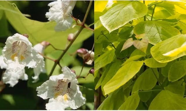 Direct Plants Catalpa Aurea Golden Indian Bean Tree, 6ft, 12 Litre Pot, White and Gold