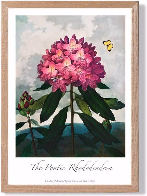ARTZE Vintage Rhododendron Floral Framed Print in Pink and Green with Oak Frame