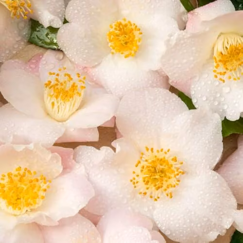 Thompson and Morgan Camellia Japonica Winter Perfume Pearl Ornamental Shrub, Pink, Gold and White Flowers, 15 cm Pot