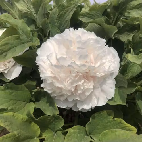 Thompson & Morgan Tree Peony White Large Double Flowering Ornamental Shrub, 2 x 12cm Pots – 2