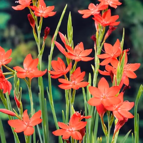Thompson & Morgan Schizostylis coccinea Major Hardy Perennial Plant with Cherry Red Autumn Flowers in 9cm Pots – 2