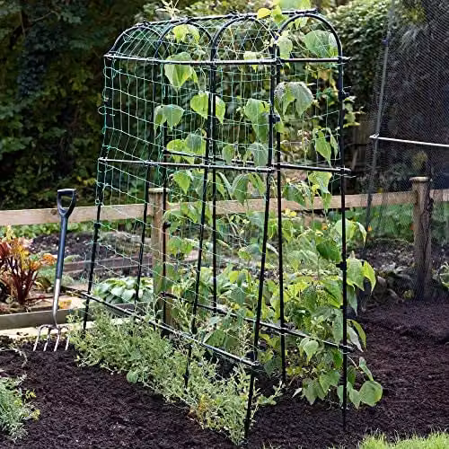 Garden Gear Black Metal Pea and Bean Tunnel with Four Arches and Mesh Netting, W 1.8 m x H 1.8 m – 2
