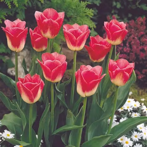 T&M Pink and White Tulip Dynasty Triumph Cut Flower Bulbs, 8 Bulbs – 2