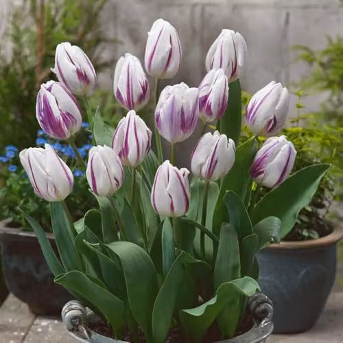 Thompson and Morgan Tulip Flaming Flag Bulbs, Creamy White and Purple Streaked Blooms, 8 Bulbs – 3