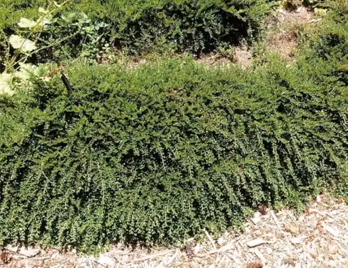 DirectPlants Pack of 12 Multicolour Ground Cover Garden Border Mix Mature Plants in 3 Litre Pots