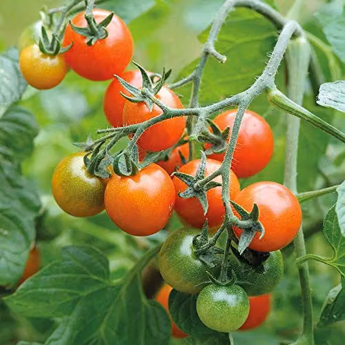 Thompson and Morgan Tomato Losetto Seeds, 5 Seeds per Packet – 1