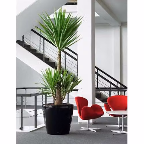 Lechuza Classico 43 LS Self Watering Plant Pot, Black High-Gloss Plastic Planter for Indoor and Outdoor Use, D43 x H40 cm – 5